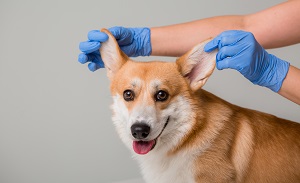 น้องหมาหูอักเสบได้ด้วยหรือ?